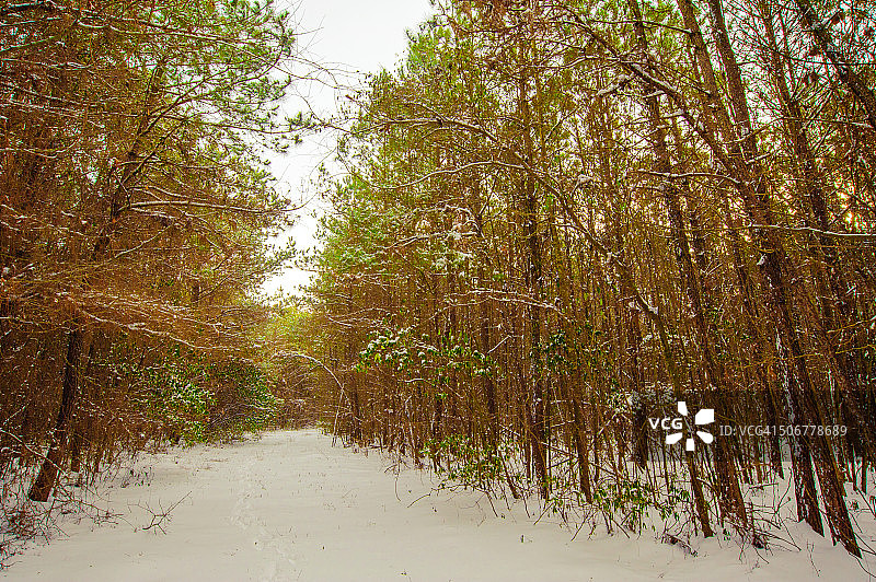 伐木小径图片素材