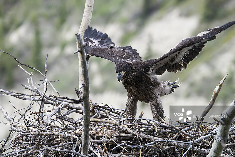 白头海雕幼鸟图片素材