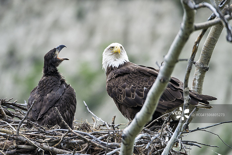白头海雕与幼鹰在巢中图片素材