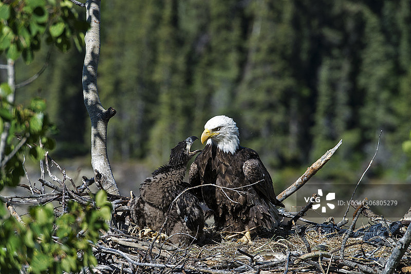 白头海雕与幼鹰在巢中图片素材