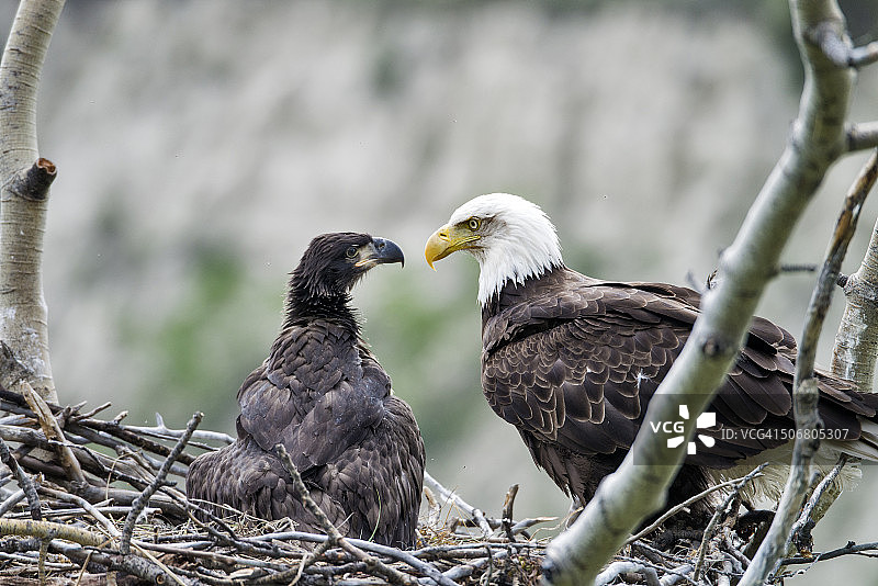 白头海雕与幼鹰在巢中图片素材