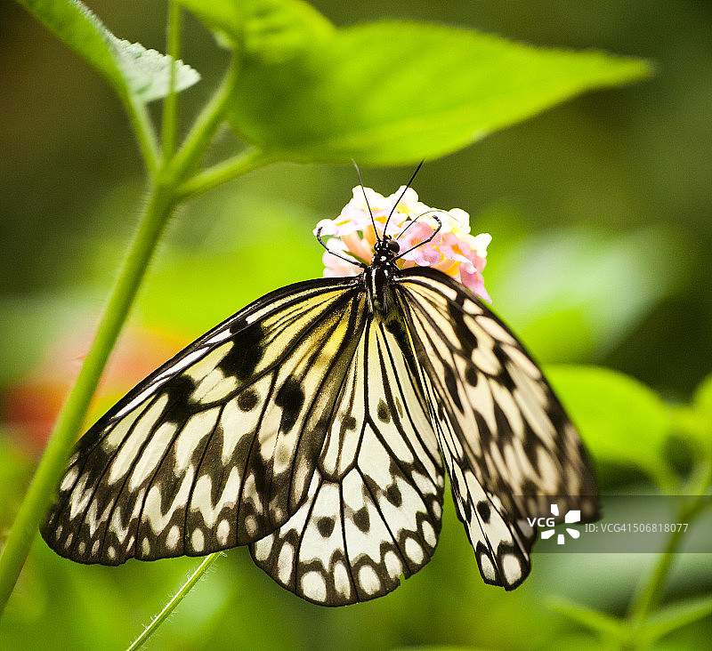 蝴蝶图片素材