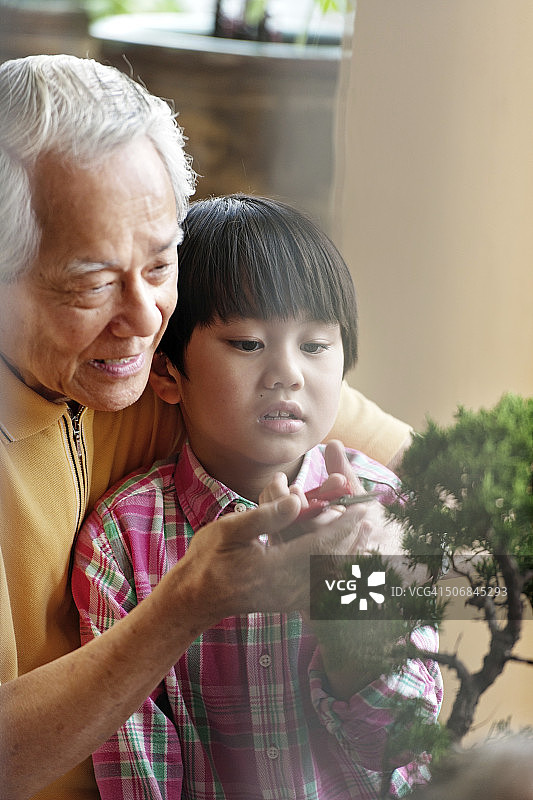 祖父教孙子如何养护树木盆景图片素材