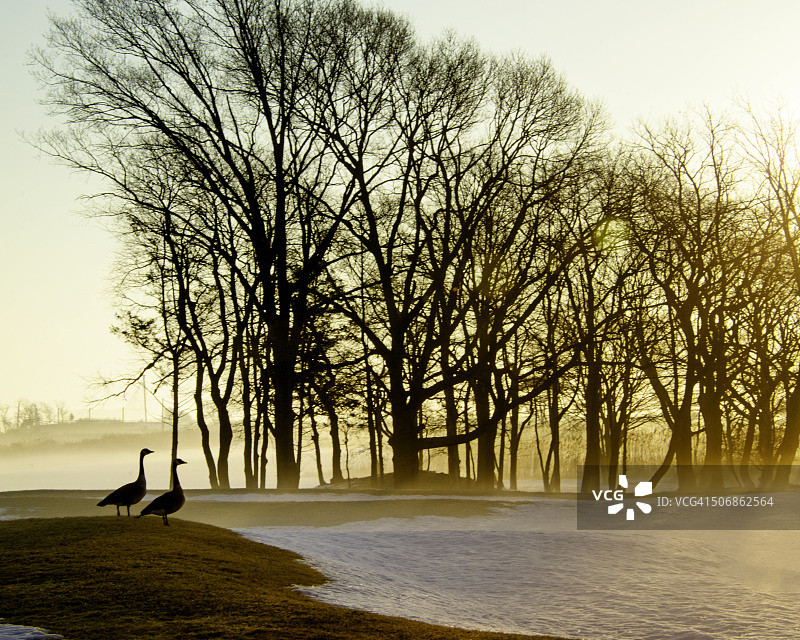 纽约东艾斯利普木材点乡村俱乐部日出时分的金色光芒和天鹅图片素材