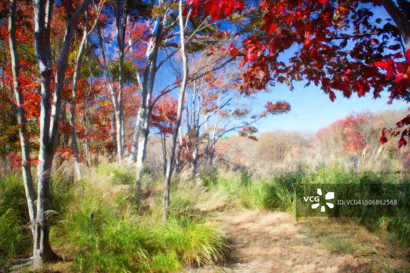 纽约州艾斯利普Seatuck环保保护区艺术秋景图片素材