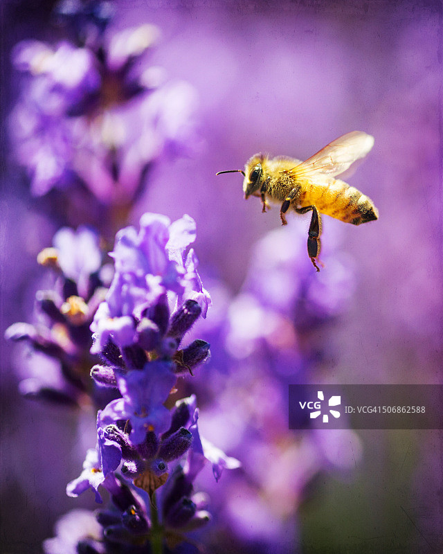 飞行中的蜜蜂与薰衣草图片素材