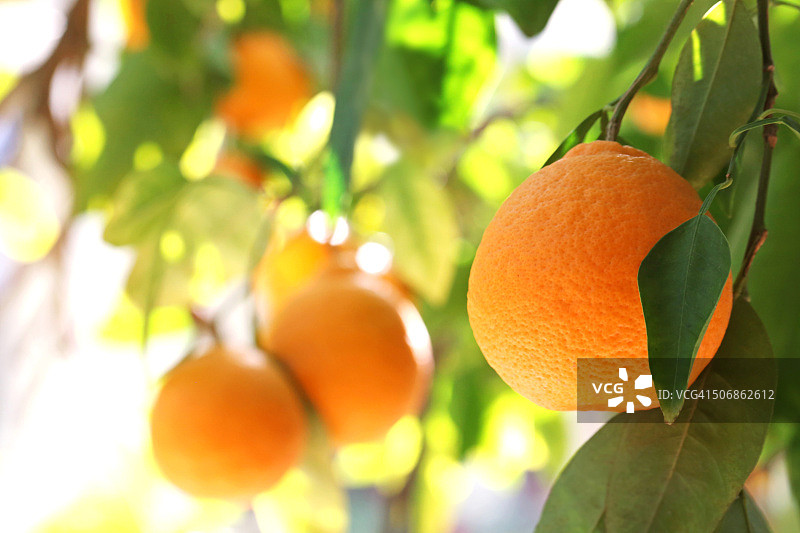 橘柚树图片素材