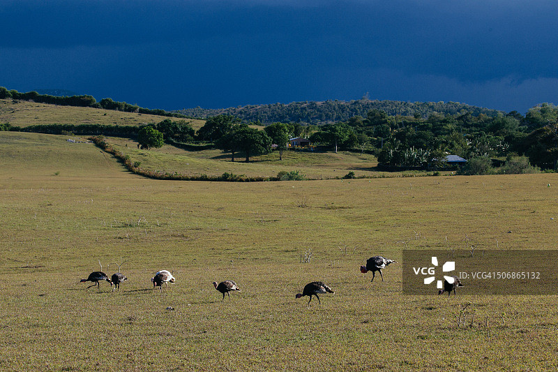 奥尔金省的古巴乡村图片素材