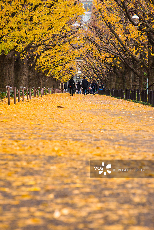 成排的银杏树图片素材