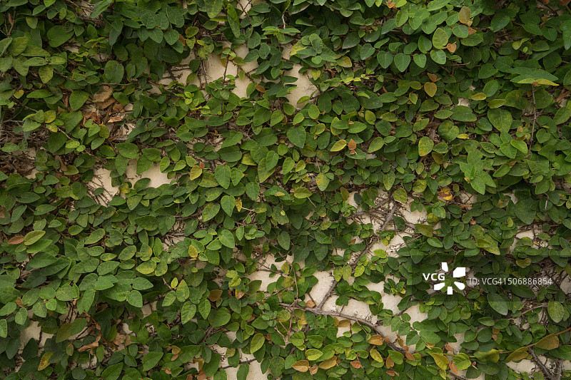 墙上的络石藤图片素材