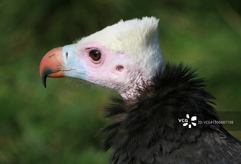 白头兀鹫档案照图片素材