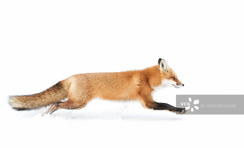 红狐狸图片素材