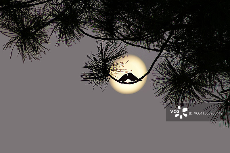 爱情鸟图片素材