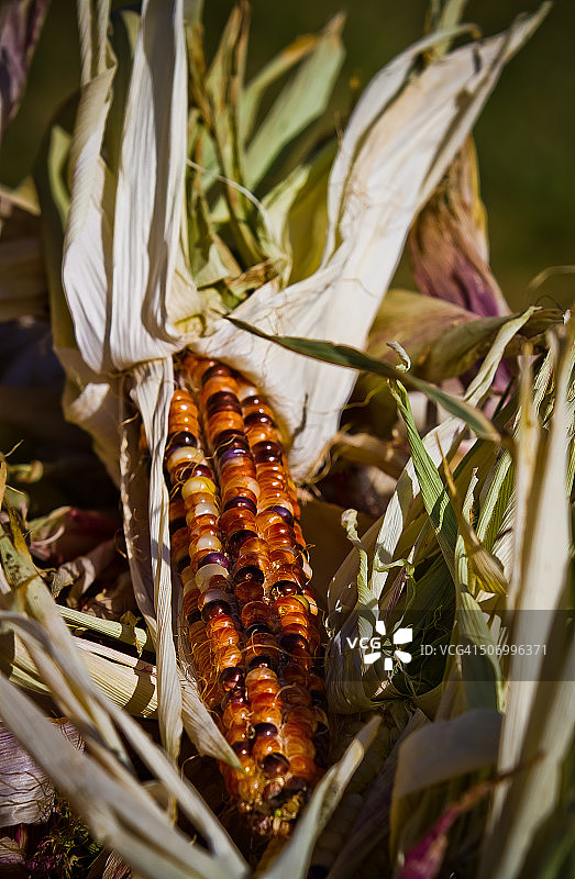 印度玉米图片素材