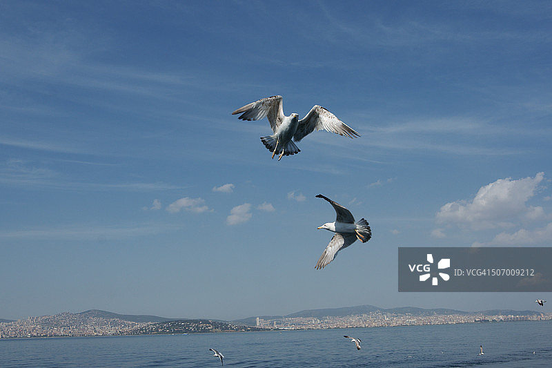 飞翔的海鸥图片素材
