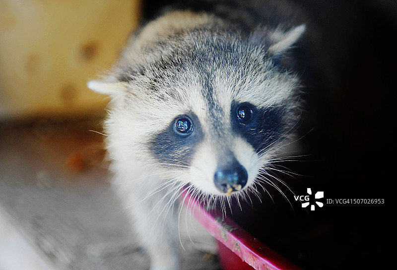 安静的浣熊宝宝图片素材