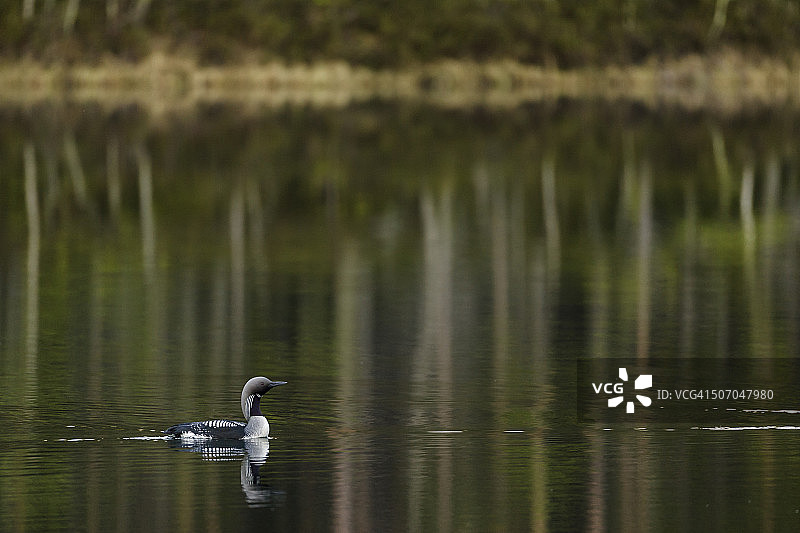 黑喉潜鸟在湖中，水中倒映着树木图片素材