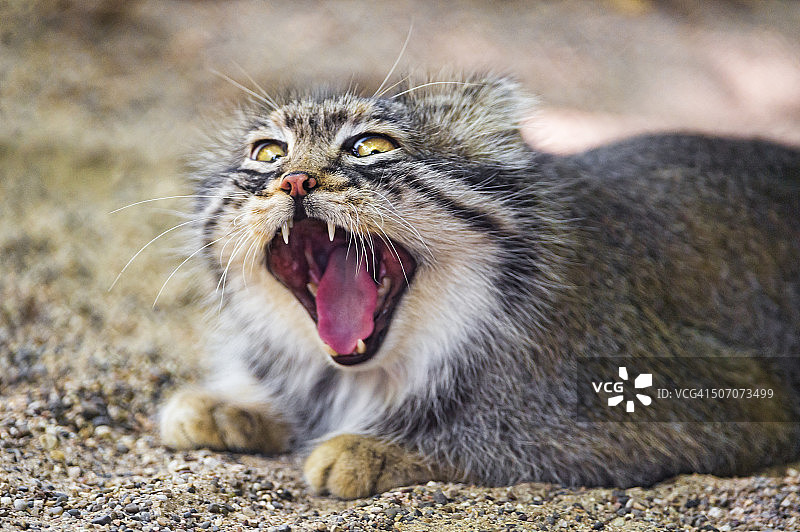 有趣的兔狲图片素材