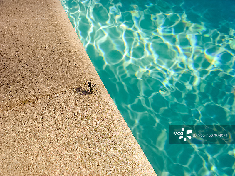 游泳池附近的蚂蚁图片素材