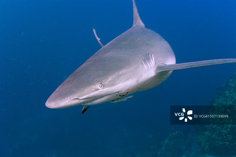 正在观察的加拉帕戈斯鲨鱼图片素材