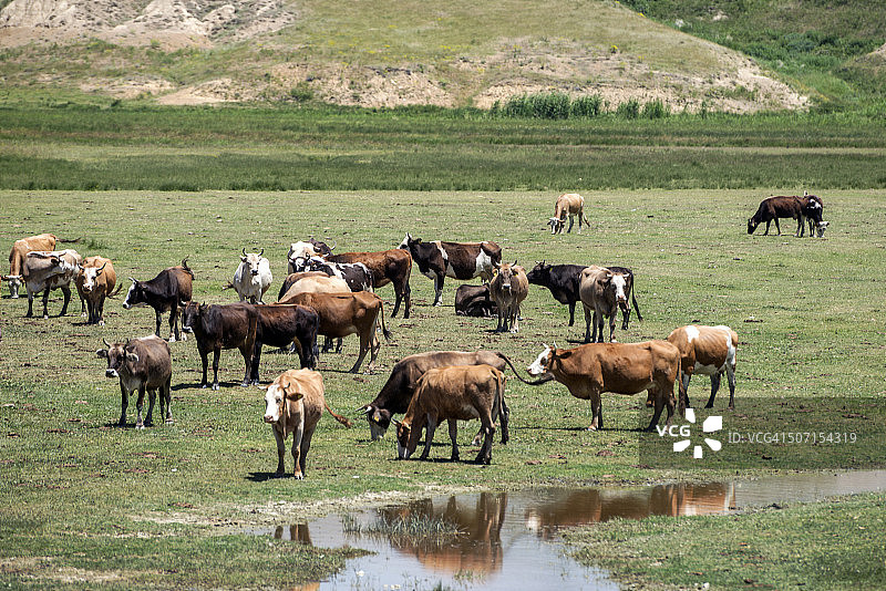 凡湖附近的奶牛，土耳其东部安纳托利亚图片素材