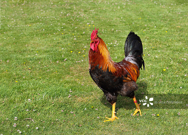 在草原上行走的公鸡图片素材
