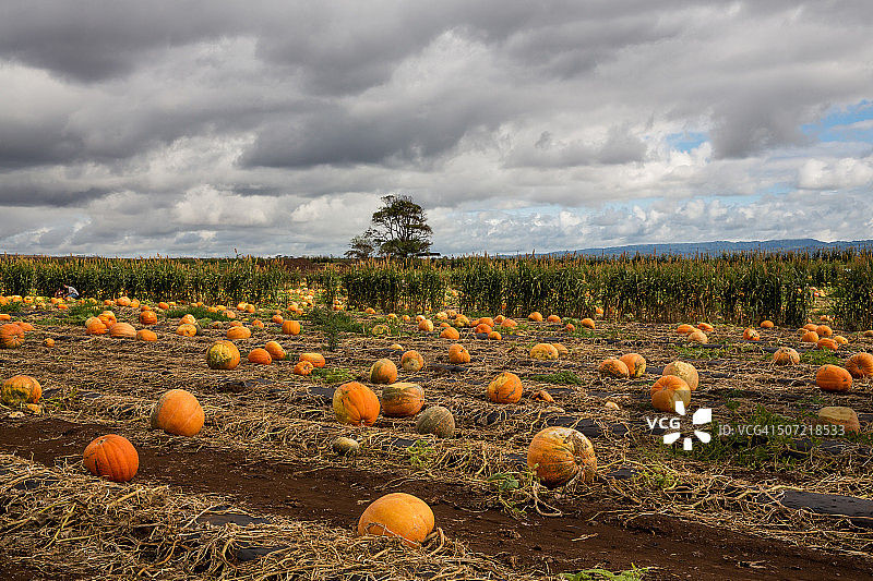 南瓜地和玉米地云层下的树木图片素材