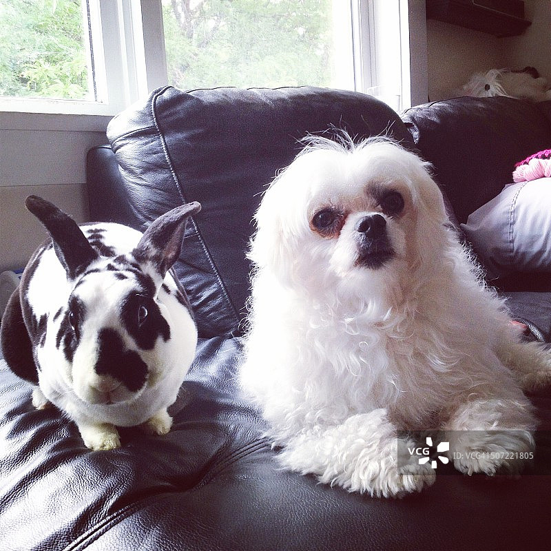 奇特动物组合图片素材