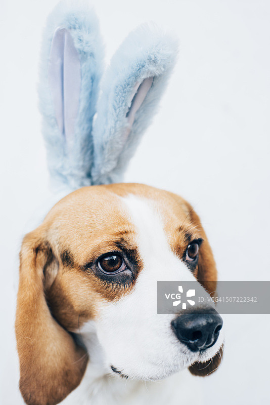 戴着蓝色毛绒兔子耳朵复活节装饰的三色比格犬图片素材