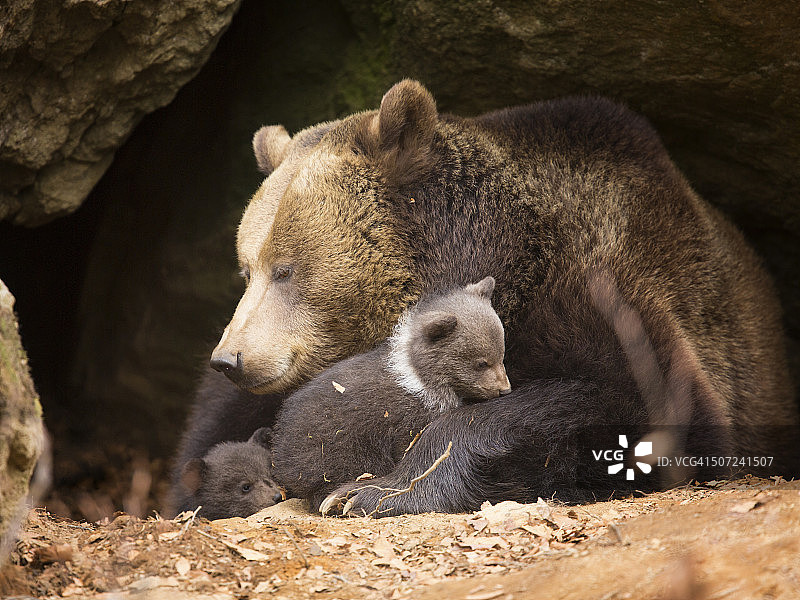棕熊一家图片素材