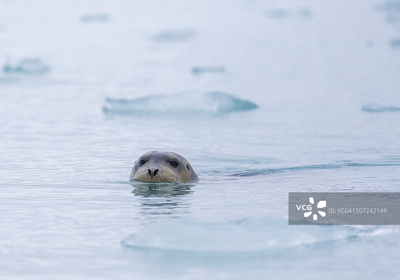 髯海豹图片素材