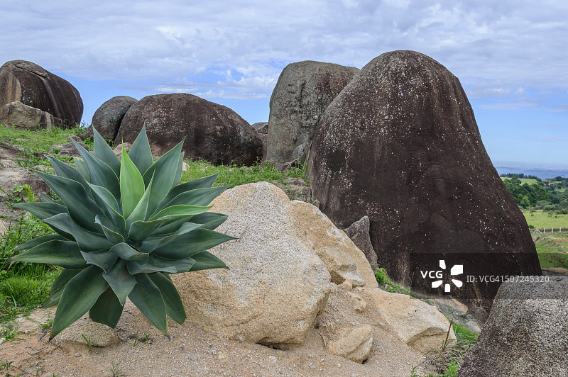 绿植中的大型石块图片素材