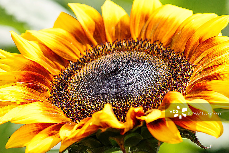 向日葵图片素材