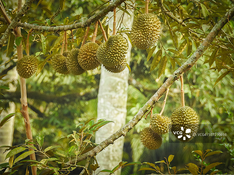 榴莲——亚洲水果之王图片素材