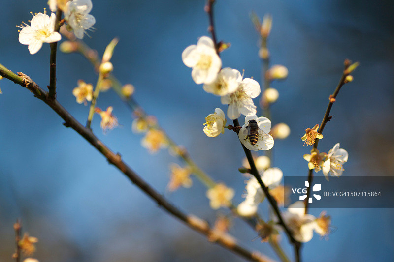 中国台湾冬季白梅图片素材
