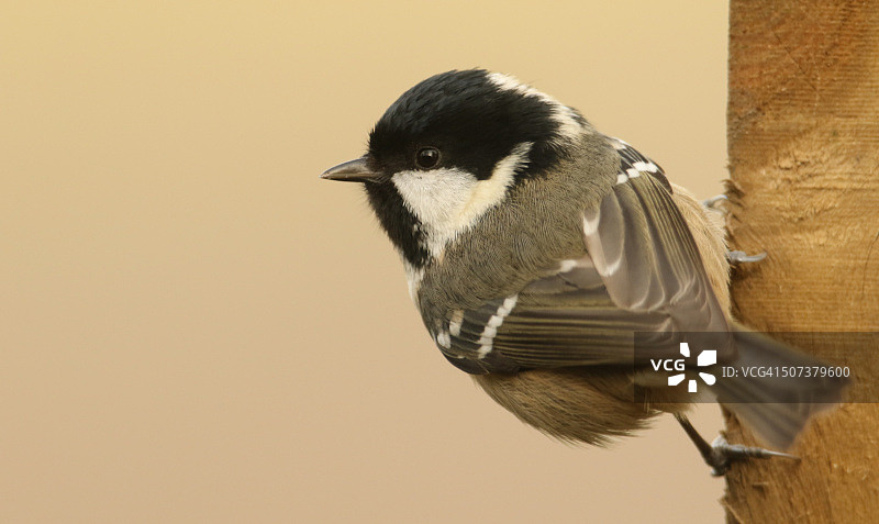 煤山雀图片素材