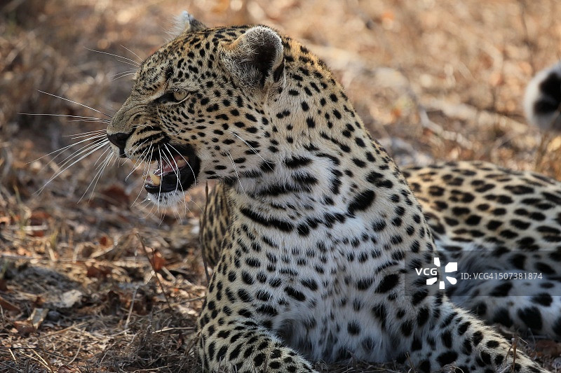 南非非洲豹图片素材