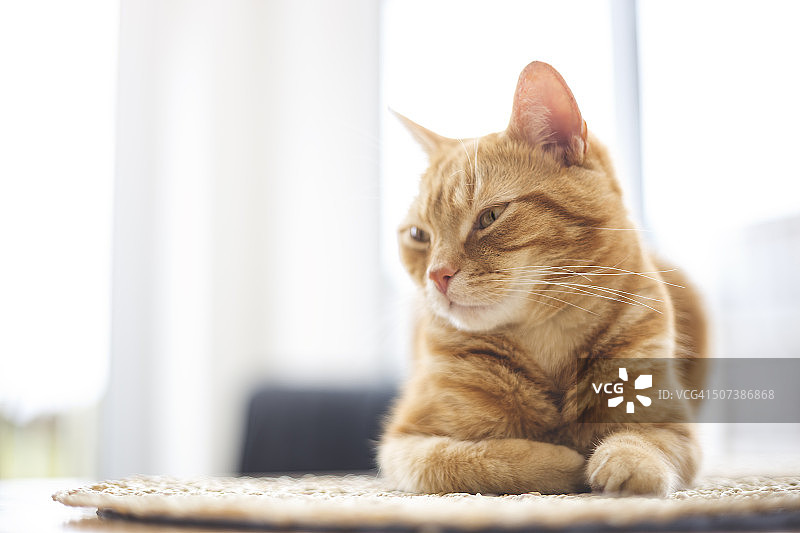 桌子上的姜黄色猫咪图片素材