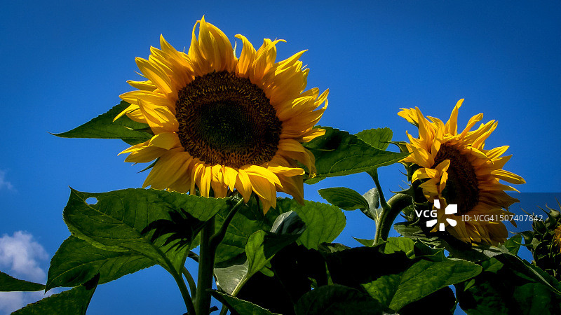 向日葵图片素材