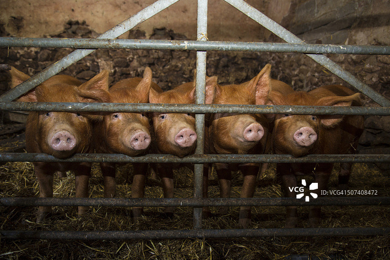 栅栏后的坦沃思猪图片素材