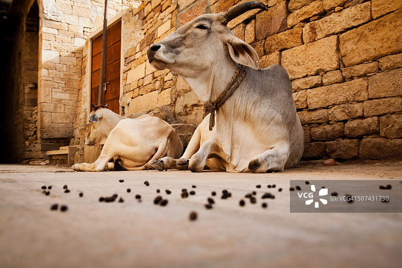 印度城市街道上典型的神牛图片素材
