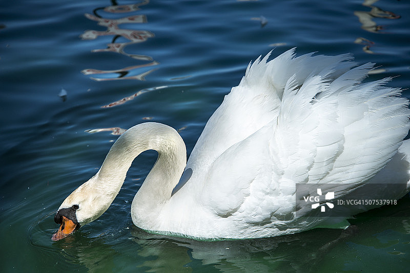 繁殖季节的雄性天鹅特写图片素材
