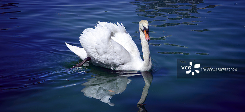 繁殖期的雄性天鹅图片素材