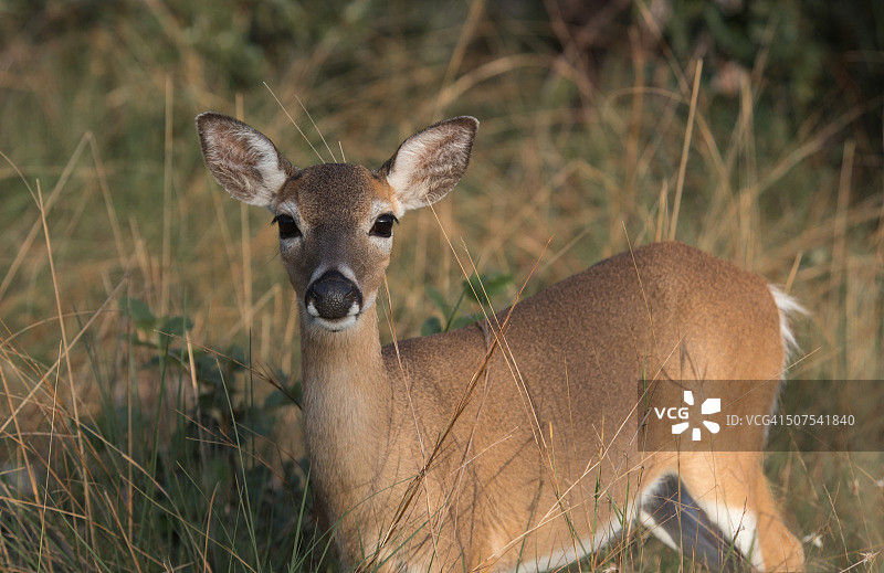 小 Key 鹿图片素材