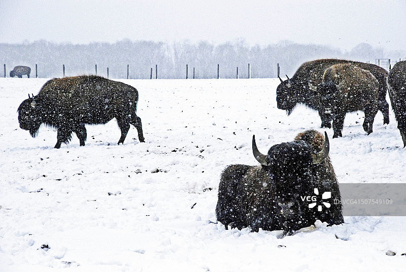 冬季的美洲野牛图片素材