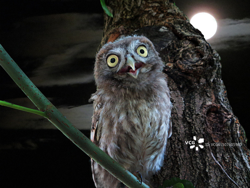 小猫头鹰图片素材