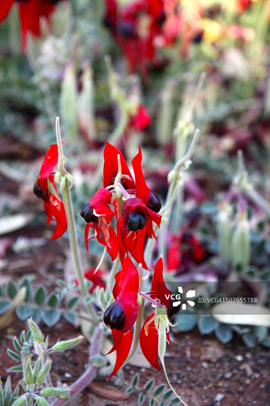 斯图特沙漠豌豆图片素材