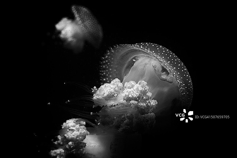 美杜莎图片素材