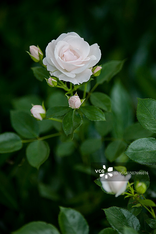 玫瑰色玫瑰特写图片素材