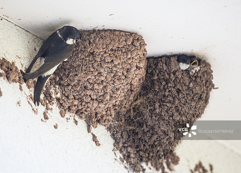 巢中的家燕图片素材